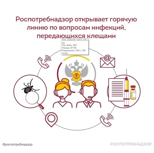 С 27 апреля по 10 мая Роспотребнадзор проведет Всероссийскую горячую линию по вопросам профилактики клещевого вирусного энцефалита (КВЭ) и других инфекций, передающихся клещами.