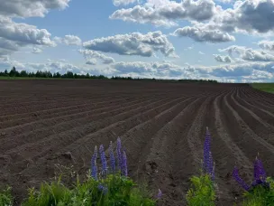Посадка картофеля